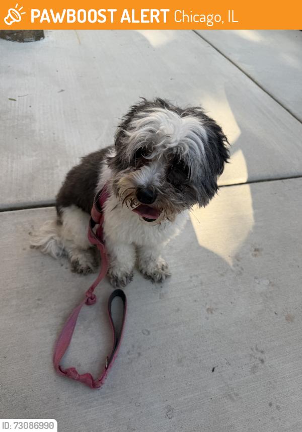 Found/Stray Male Dog last seen seeley, Chicago, IL 60645