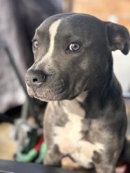 Lost Male Dog last seen Sumpter street and broad street 32534, Ensley, FL 32534