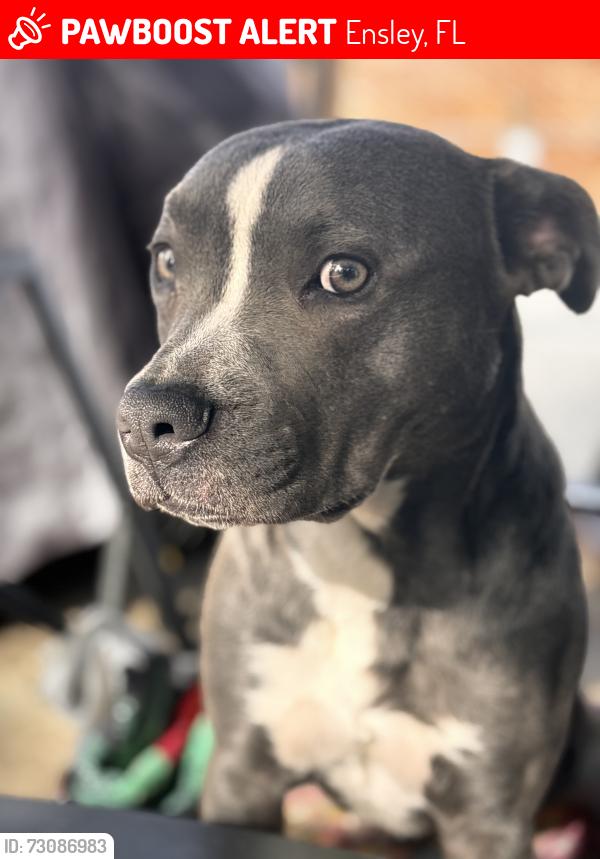 Lost Male Dog last seen Sumpter street and broad street 32534, Ensley, FL 32534