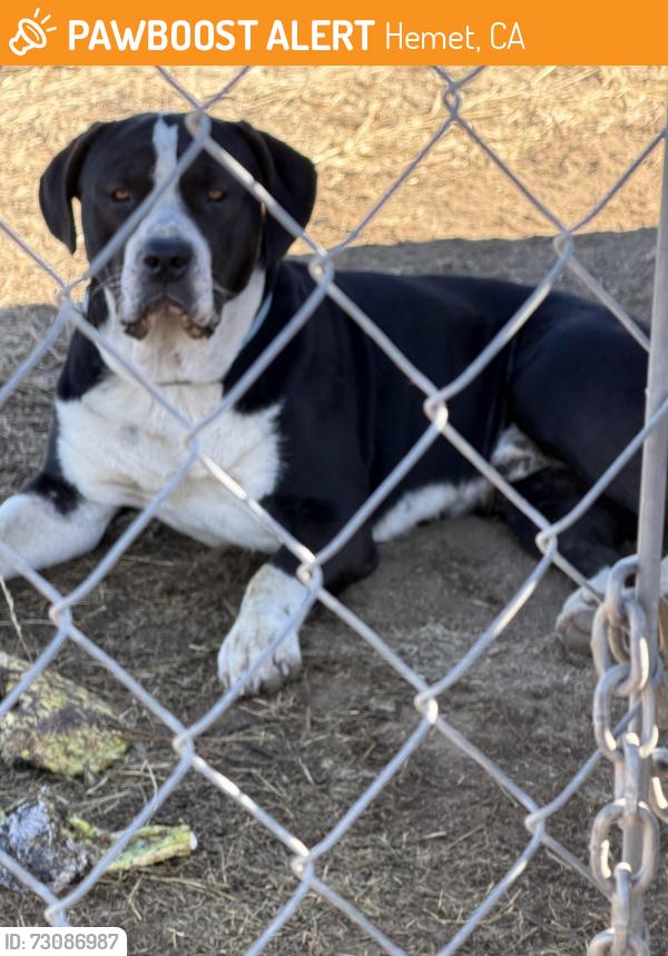 Found/Stray Male Dog last seen Sage and Stanley, Hemet, CA 92544
