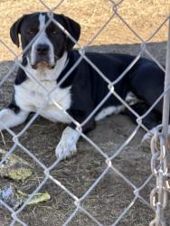Found/Stray Male Dog last seen Sage and Stanley, Hemet, CA 92544