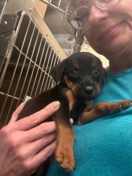 Shelter Stray Female Dog last seen Bexar County, 3353 Morningside Dr, New Braunfels, TX 78132, USA