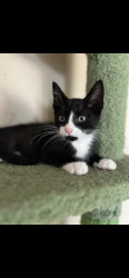 Lost Male Cat last seen Near Meridian Elementary , El Cajon, CA 92019