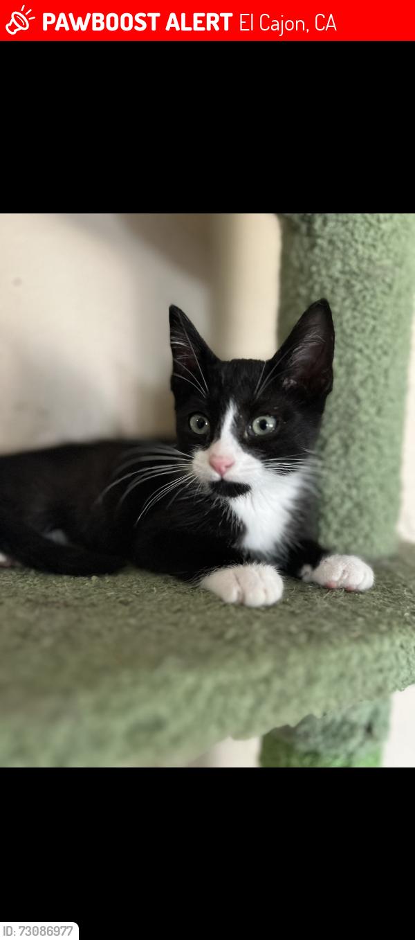 Lost Male Cat last seen Near Meridian Elementary , El Cajon, CA 92019