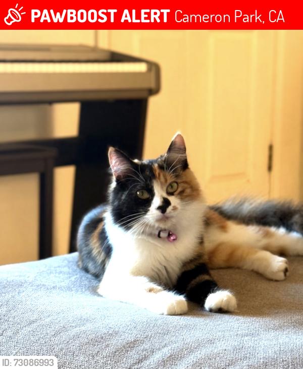 Lost Female Cat last seen Cambridge Rd, Cameron Park, CA 95682