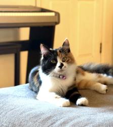 Lost Female Cat last seen Cambridge Rd, Cameron Park, CA 95682