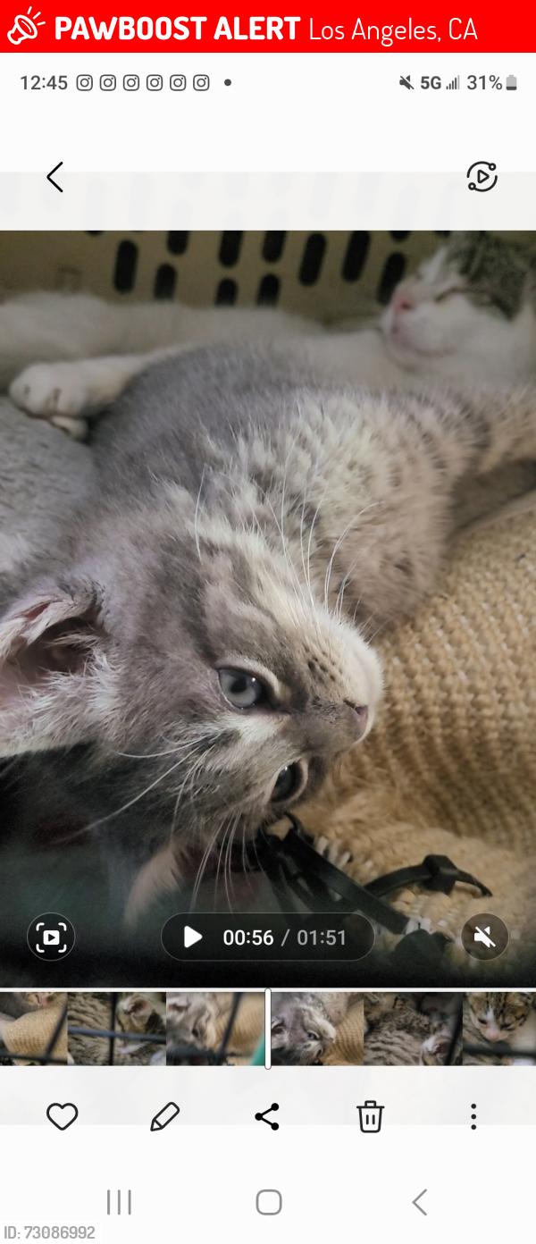 Lost Male Cat last seen MacArthur park, Los Angeles, CA 90057