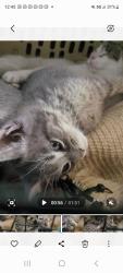 Lost Male Cat last seen MacArthur park, Los Angeles, CA 90057