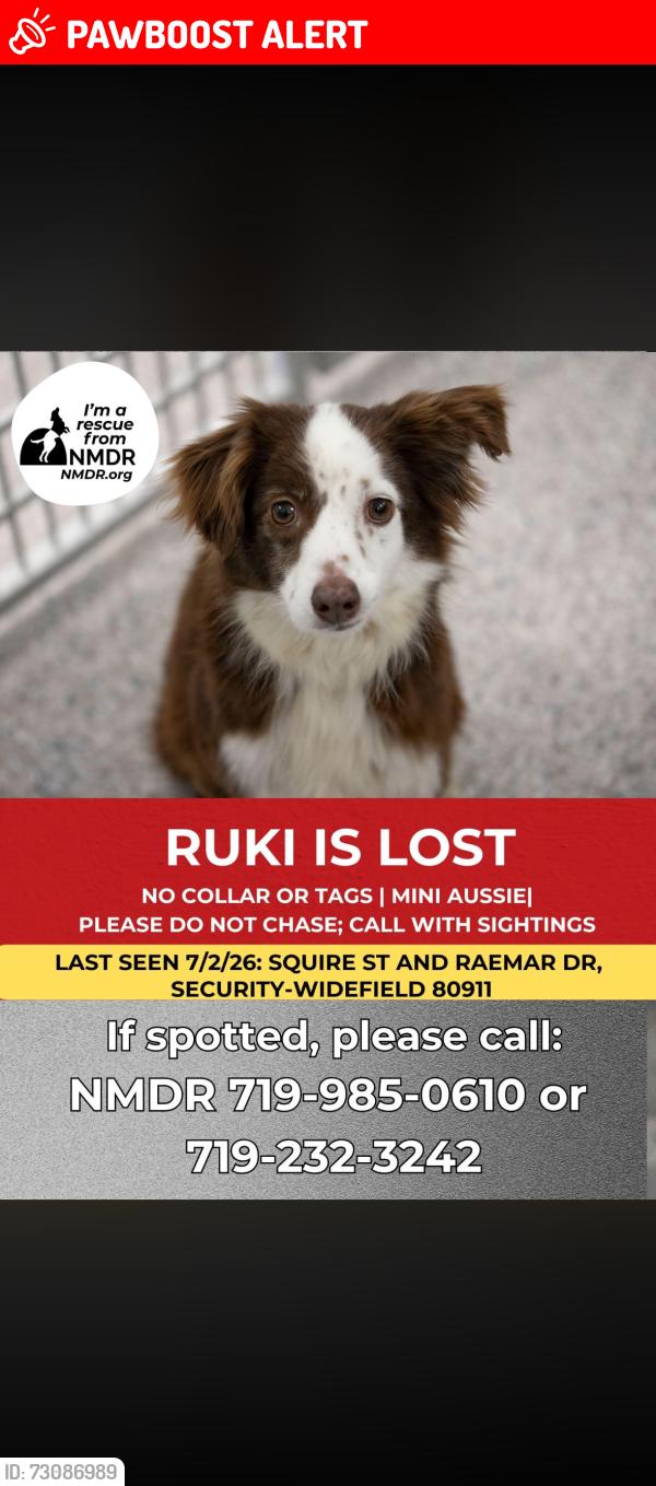 Lost Female Dog last seen Syracuse St & Mesa Ridge Parkway, Colorado Springs, CO 80911