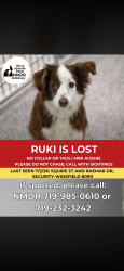 Lost Female Dog last seen Syracuse St & Mesa Ridge Parkway, Colorado Springs, CO 80911