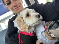 Reunited Male Dog last seen SPRING VALLEY AREA/ W. SPRING MOUNTAIN RD & DECATUR, Las Vegas, NV 89146