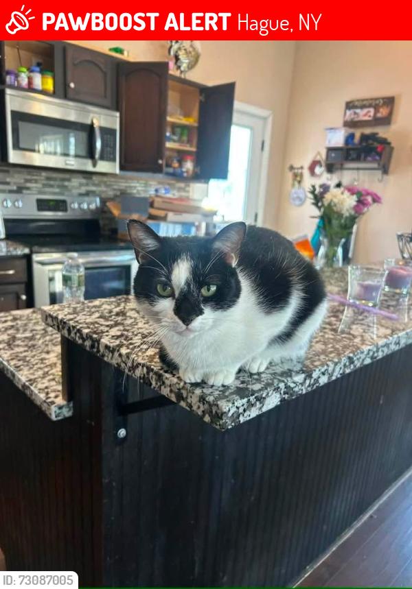 Lost Female Cat last seen Hague, Hague, NY 12836