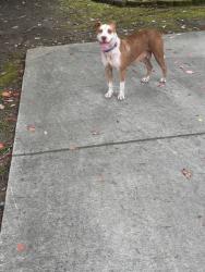 Found/Stray Female Dog last seen Old Jefferson near Azalea Lakes, Baton Rouge, LA 70817