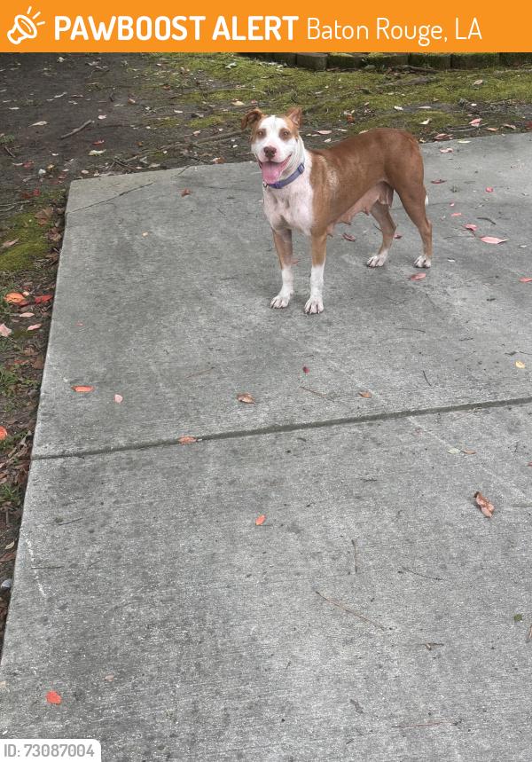 Found/Stray Female Dog last seen Old Jefferson near Azalea Lakes, Baton Rouge, LA 70817