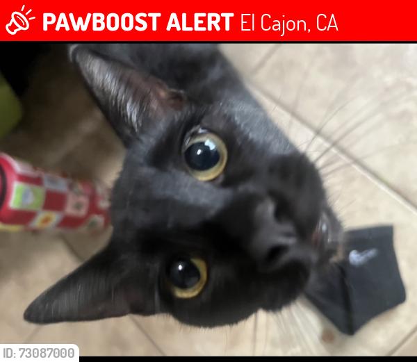 Lost Female Cat last seen Near Meridian Elementary , El Cajon, CA 92019