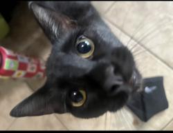 Lost Female Cat last seen Near Meridian Elementary , El Cajon, CA 92019