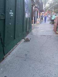 Found/Stray Unknown Cat last seen Near & 1st, went under the enclosure, New York, NY 10065