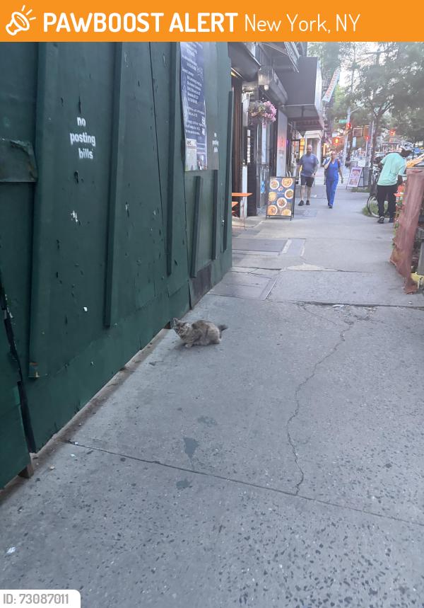 Found/Stray Unknown Cat last seen Near & 1st, went under the enclosure, New York, NY 10065