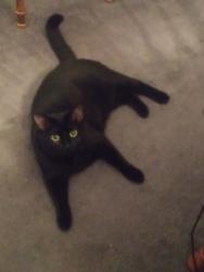 Reunited Female Cat last seen Lick fork creek road, Reidsville, NC 27320