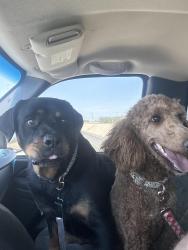 Lost Female Dog last seen Tubb Loop Rd, Big Spring, TX 79720