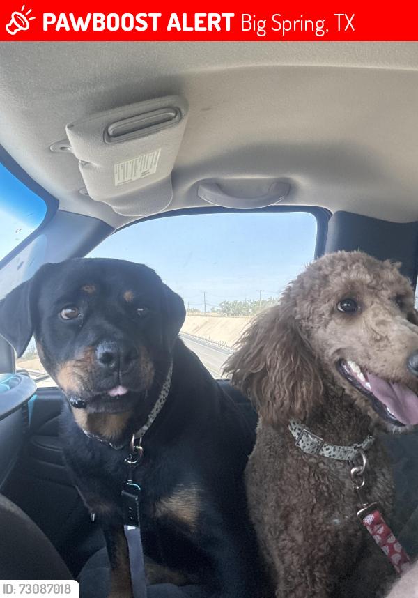 Lost Female Dog last seen Tubb Loop Rd, Big Spring, TX 79720
