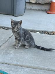 Found/Stray Unknown Cat last seen El Redondo area, N Merced, Merced, CA 95348