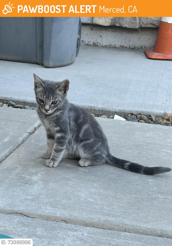 Found/Stray Unknown Cat last seen El Redondo area, N Merced, Merced, CA 95348