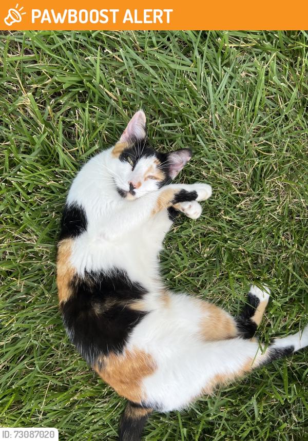 Found/Stray Female Cat last seen State road 267, Hendricks County, IN 46112