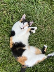 Found/Stray Female Cat last seen State road 267, Hendricks County, IN 46112