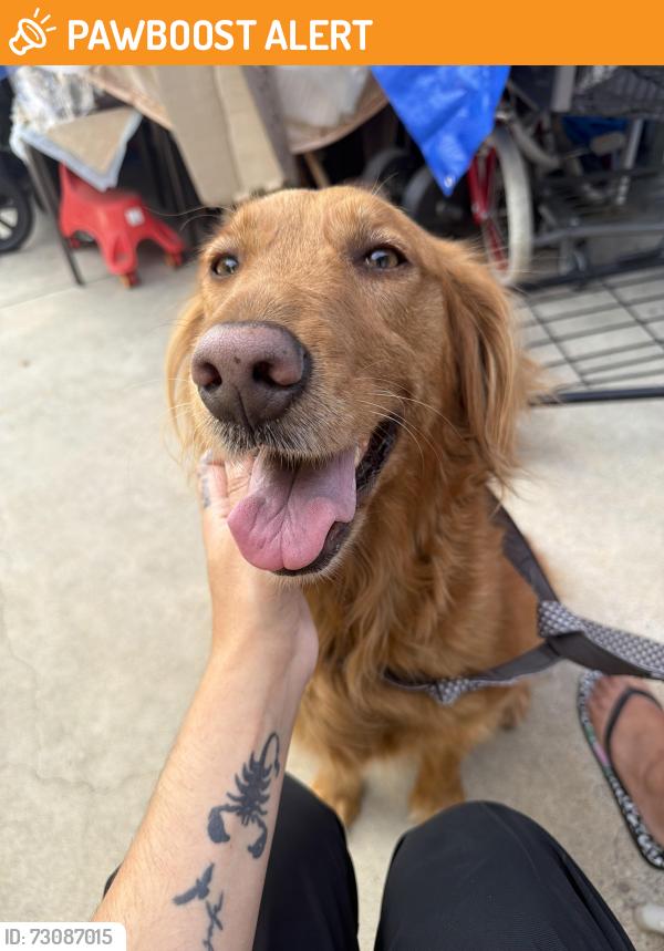 Found/Stray Female Dog last seen Emperor ave and Rosemead blvd, Los Angeles County, CA 91775
