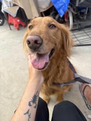 Found/Stray Female Dog last seen Emperor ave and Rosemead blvd, Los Angeles County, CA 91775