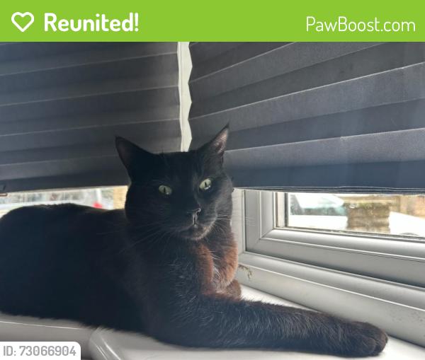 Reunited Male Cat last seen Croyland road, close to the tracks, Greater London, England N9 7BG