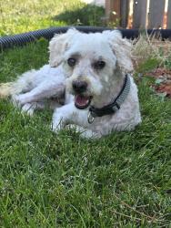 Found/Stray Male Dog last seen Alameda and Kalispell, Aurora, CO 80017
