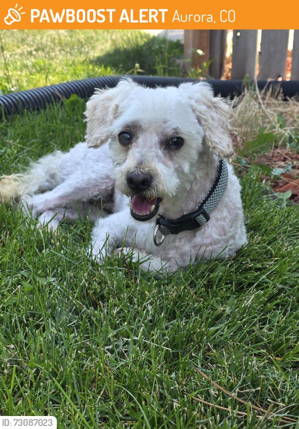 Found/Stray Male Dog last seen Alameda and Kalispell, Aurora, CO 80017