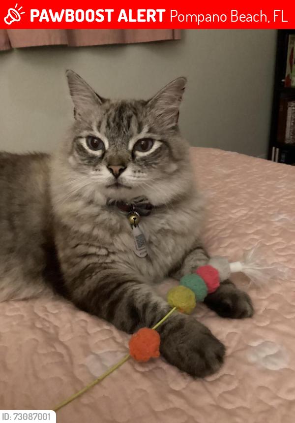 Lost Male Cat last seen NW 1st Ave & NW 3rd St. Pompano Beach, Pompano Beach, FL 33064