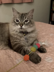 Lost Male Cat last seen NW 1st Ave & NW 3rd St. Pompano Beach, Pompano Beach, FL 33064