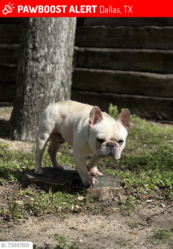 Lost Male Dog last seen Davis and Westmoreland, Dallas, TX 75211