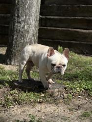 Lost Male Dog last seen Davis and Westmoreland, Dallas, TX 75211