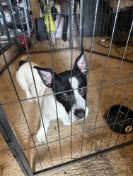 Found/Stray Female Dog last seen Greengate acres 77388, Harris County, TX 77388
