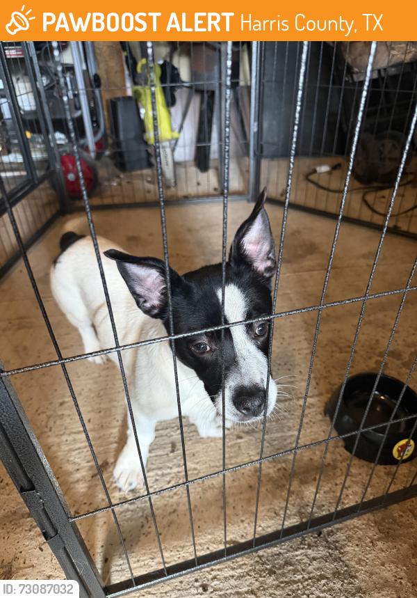 Found/Stray Female Dog last seen Greengate acres 77388, Harris County, TX 77388