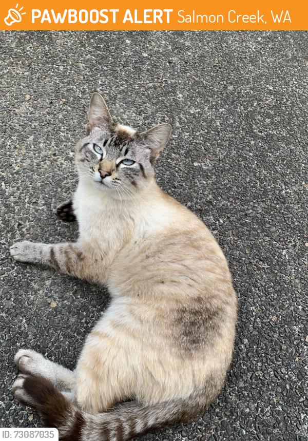 Found/Stray Unknown Cat last seen Pleasant Valley Elementary, Salmon Creek, WA 98685