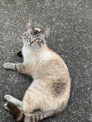 Found/Stray Unknown Cat last seen Pleasant Valley Elementary, Salmon Creek, WA 98685