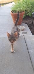Found/Stray Unknown Cat last seen Scenic Ridge neighborhood, Quentin, PA 17042