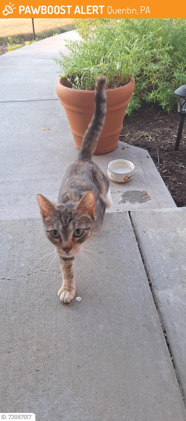 Found/Stray Unknown Cat last seen Scenic Ridge neighborhood, Quentin, PA 17042