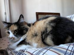 Reunited Female Cat last seen Rail yards, Albuquerque, NM 87102