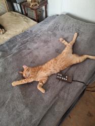 Lost Male Cat last seen Ranting Road & Burke View Drive, Gloucester County, VA 23061