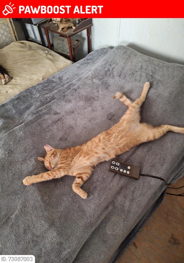 Lost Male Cat last seen Ranting Road & Burke View Drive, Gloucester County, VA 23061