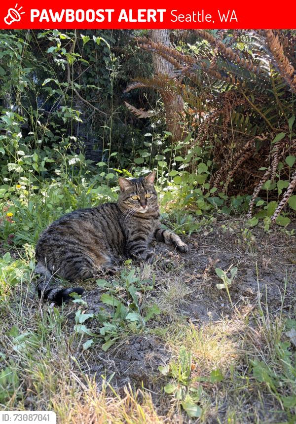 Lost Female Cat last seen South Lane Street + 32nd AVE S, Seattle, WA 98144