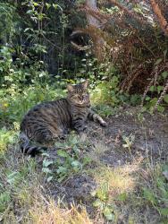 Lost Female Cat last seen South Lane Street + 32nd AVE S, Seattle, WA 98144