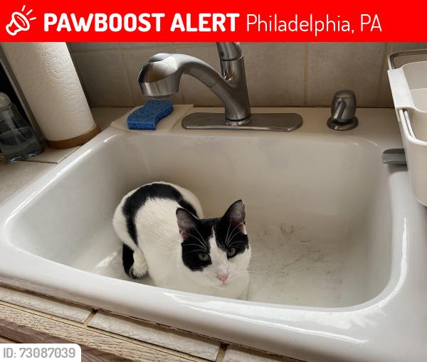 Lost Male Cat last seen Brous near Lincoln high school, Philadelphia, PA 19152